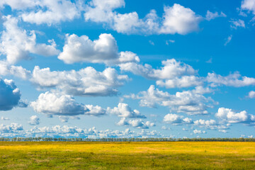 yellow field and blue sky with clouds