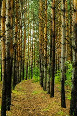 A path leading through a coniferous pine forest