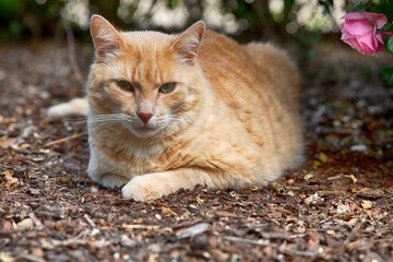 Ben im Garten