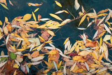 Wet yellow leaves on lake water in autumn, foliage pattern. Abstract October background, colorful seasonal abstraction, natural leaf fall texture, dark pond surface.