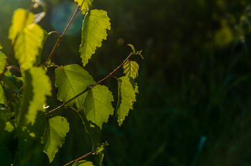 the sun's rays break through the birch leaves. Thick morning fog