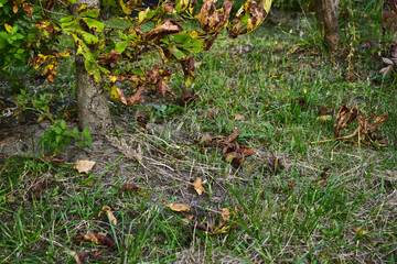 foliage falls from the chestnut into the grass