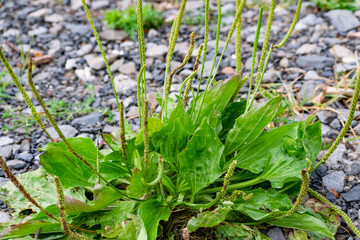 A large bushy plantain Bush. A perennial herb, a common semi-shrub with broad green leaves, has healing and wound-healing properties.