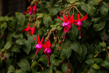 Selective focus of beautiful pink and purple fuchsia flowers in full bloom. Upright fuchsia.