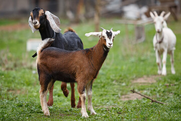 Naklejka na ściany i meble Nubian goat male and nubian baby goat kid