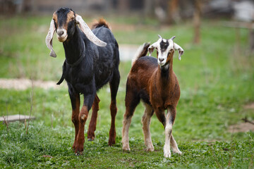Nubian goat male and nubian baby goat kid