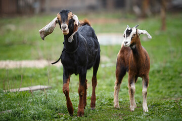 Naklejka na ściany i meble Nubian goat male and nubian baby goat kid