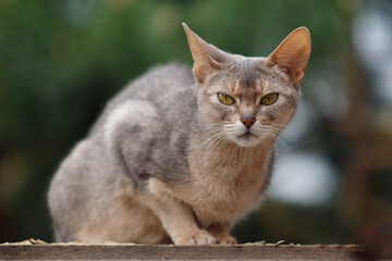 portrait of an abyssinian cat