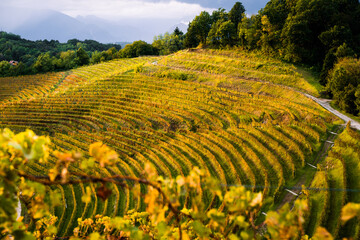 Fototapeta premium Beautiful vineyard at sunset in autumn, Savorgnano del Torre, Friuli Venezia Giulia region, Udine province