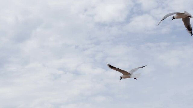 Seagull Plans to the Wind. Seagull soars slowly using headwind against the backdrop of a cloudy sky. Slow Motion 120 fps