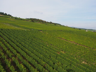 Weinberge am Rhein – Rüdesheim