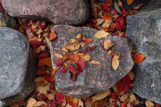 Autumn bright leaves on large stones