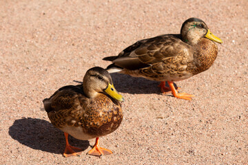 duck in the park