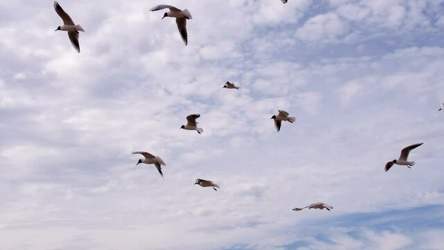 Seagulls Caught Headwind. A flock of seagulls catching wings headwind against the backdrop of a cloudy sky. Shooting at a speed of 120 fps