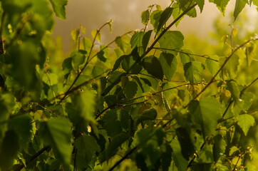 Fototapeta premium the sun's rays break through the birch leaves. Thick morning fog