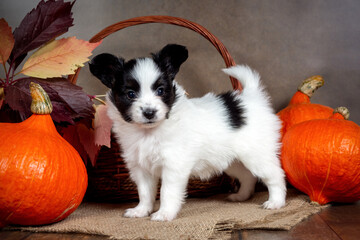 Cute Papillon puppy in a wicker basket with orange pumpkins and autumn leaves