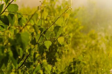 the sun's rays break through the birch leaves. Thick morning fog