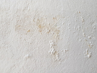Soft white cement wall for the background.