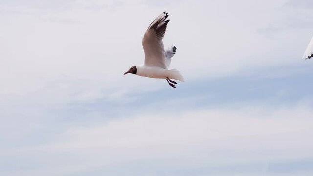 Pair of Seagulls Hovering. Seagull soars slowly using headwind against the backdrop of a cloudy sky. Slow Motion. Shooting at a speed of 120 fps