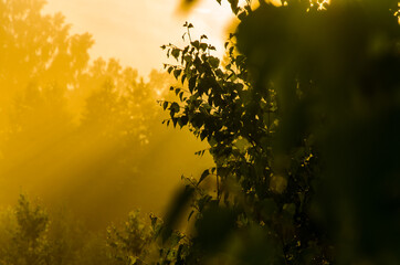 the sun's rays break through the birch leaves. Thick morning fog