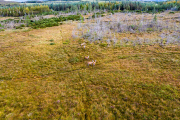 Aerial view of deer in County Donegal - Ireland