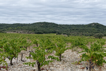 Fototapeta na wymiar Champs de vignes dans la région de Tavel dans le Gard - France