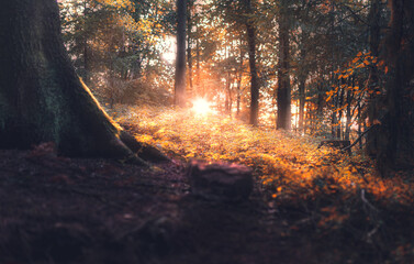 Sonnenuntergang im herbstlichen Wald