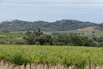 Fototapeta na wymiar Montagne et vignoble dans la région de Tavel - Gard - France