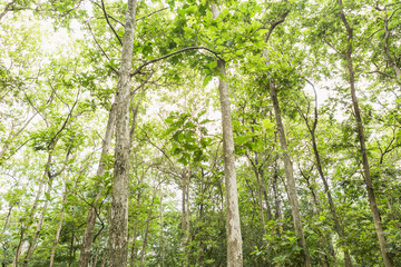 Naklejka premium Teak Trees in Thailand precious hardwood