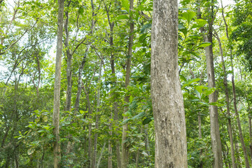 Teak Trees in Thailand precious hardwood
