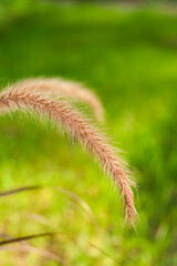 Rozplenica japońska trawa ozdobna