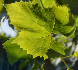 green leaf background