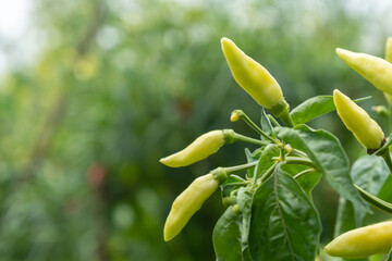 Karen Chili on branches