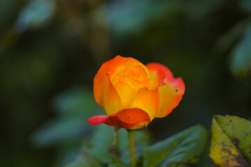 Red rose flower