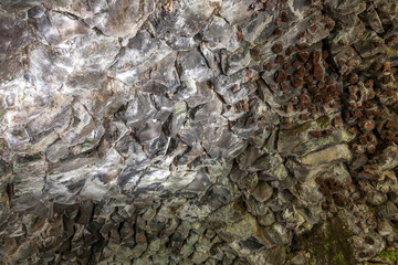 The wall of the lava cave