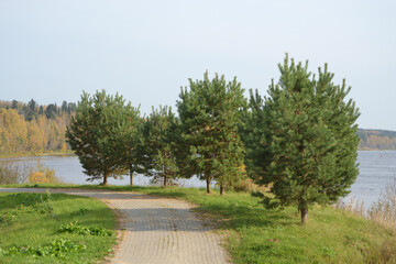 Young green pine trees grow on the bank of a wide river against the background of an autumn forest, light blue sky and water.
