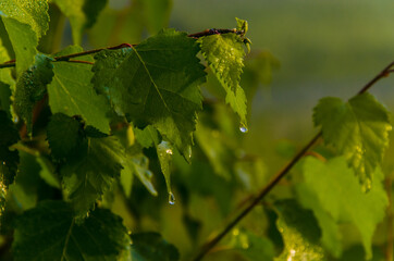 the sun's rays break through the birch leaves. Thick morning fog