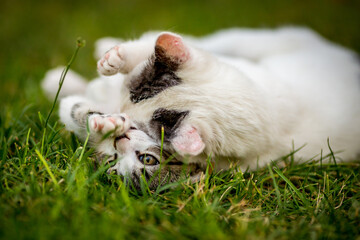 Close-up portrait of two kittens in the yard, domestic animals, pet photography of cat playing outside, shallow selective focus, blurred green grass background
