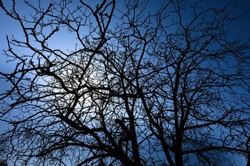 Bare trees with cloudy sky twilight background