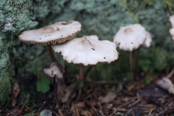 Mushrooms containing psilocybin grow naturally. Hallucinogenic mushrooms. Close-up photo. Shallow depth of field. Soft focus.