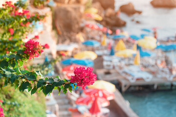 Exotic flowers and sun loungers by the beach. Tropical Paradise and vacation by the sea