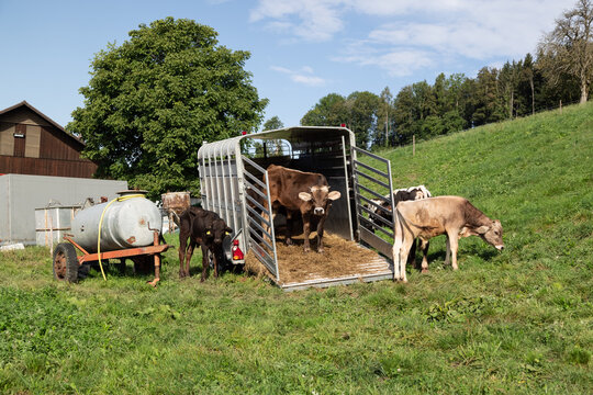 open cattle transporter on a green field with black and brown cows on the field and loading ramp, water trough on a trailer left in the picture, by day, without people