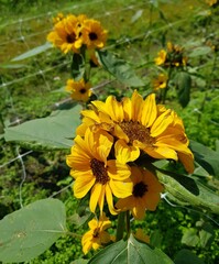 sunflowers in the garden