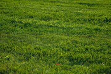 soft green grass on the lawn