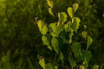 the sun's rays break through the birch leaves. Thick morning fog