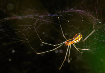 Macro underbelly of a Bowl and Doily Weaver Spider.