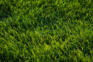 soft green grass on the lawn