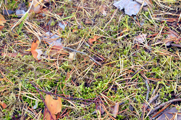 Dry pine needles on the moss close up.