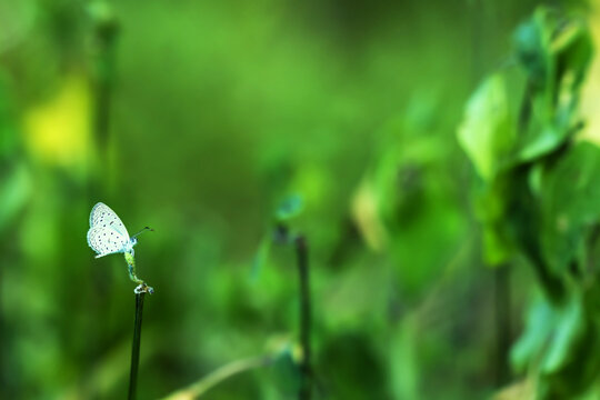 little butterfly from the zizula genus perched on a twig with a blurry nature background