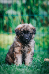 Fototapeta premium German shepherd dog posing outside. Happy and healthy dogs 